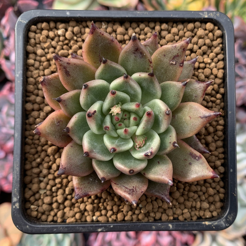 Echeveria Agavoides 'Sarabony' 3" Succulent Plant