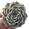 Echeveria 'Red Velvet' 2" Succulent Plant