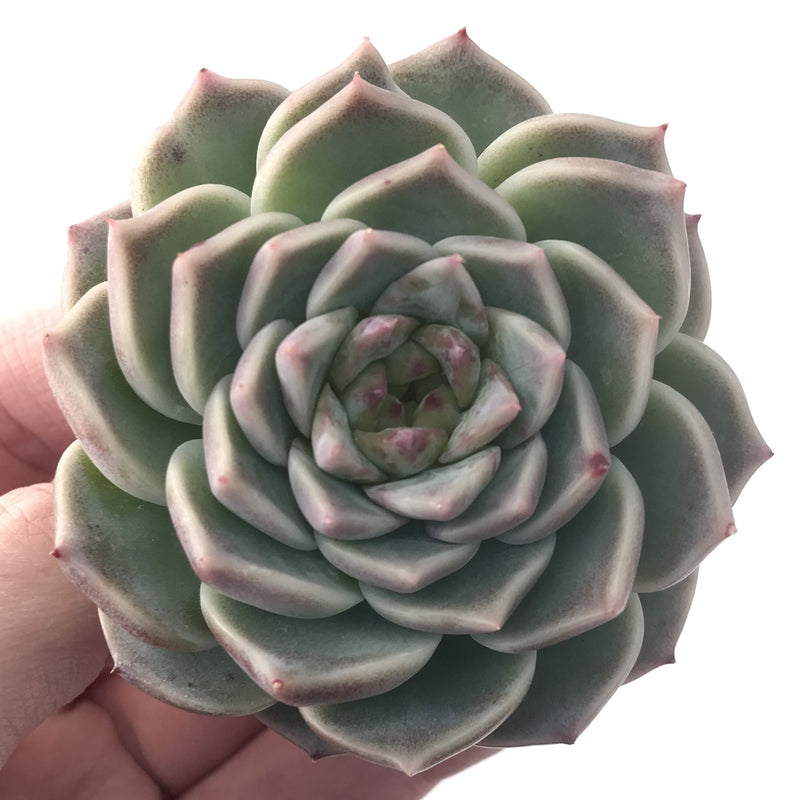 Echeveria 'Red Velvet' 2" Succulent Plant