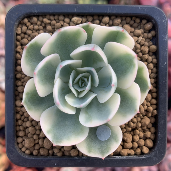 Echeveria 'Compton Carousel' Variegated 2" Succulent Plant