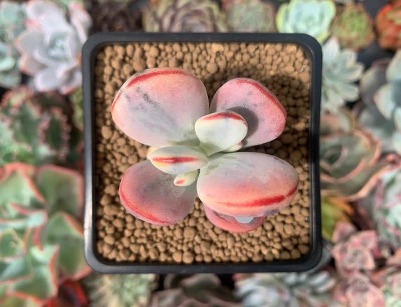 Cotyledon 'Orbiculata' Variegated 2" Succulent Plant