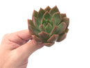 Echeveria Agavoides 'Chimera' 3" Succulent Plant