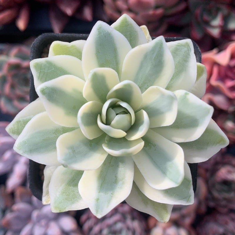 Orostachys 'Fuji' Variegated 2" Succulent Plant