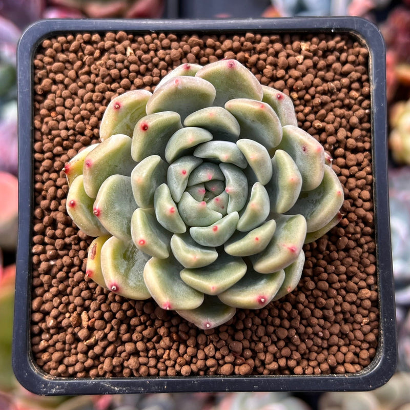 Echeveria sp. 2" Succulent Plant