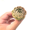 Echeveria 'Maroon Hill' 1"-2" Rare Succulent Plant