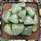 Haworthia Comptoniana 'Moonlight' 2"-3" Succulent Plant