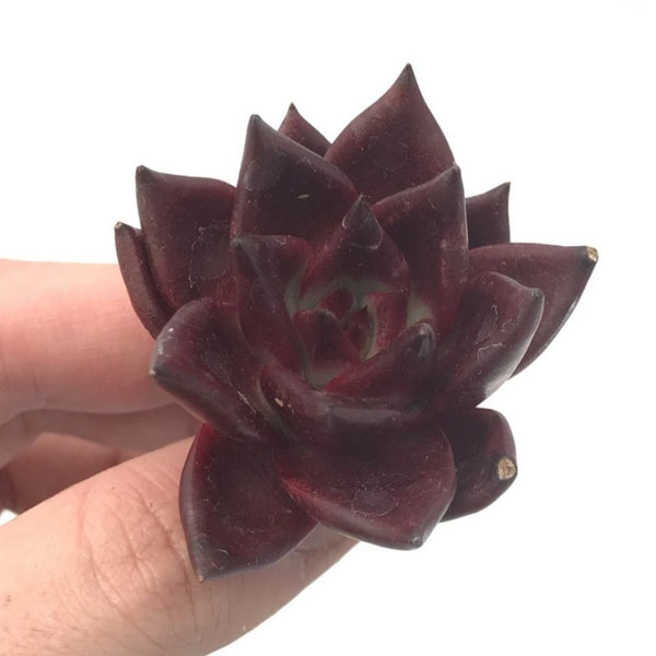 Echeveria Agavoides ‘Lumming’ 1"-2" Rare Succulent Plant