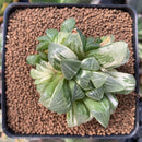 Haworthia 'Retusa' Variegated 2" Succulent Plant