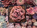 Echeveria Agavoides 'Timmo' 1"-2" Succulent Plant