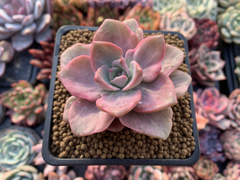 Graptoveria 'Mrs Richards' Variegated 3" Succulent Plant