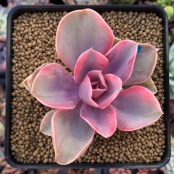 Echeveria 'Rainbow' Variegated 4" Succulent Plant