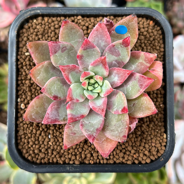 Echeveria 'Cherry Drop' 2" New Changhee Hybrid Succulent Plant