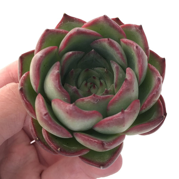 Echeveria Agavoides 'Amor' 3" Succulent Plant