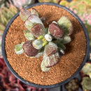 Cotyleydon Orbiculata Var. 'Hoppi' Variegated 3" Succulent Plant