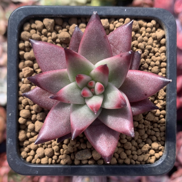 Echeveria Agavoides 'Sirius' 2" Succulent Plant