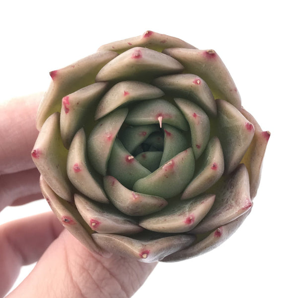 Echeveria Agavoides 'Hongja' New Hybrid 1"-2" Succulent Plant