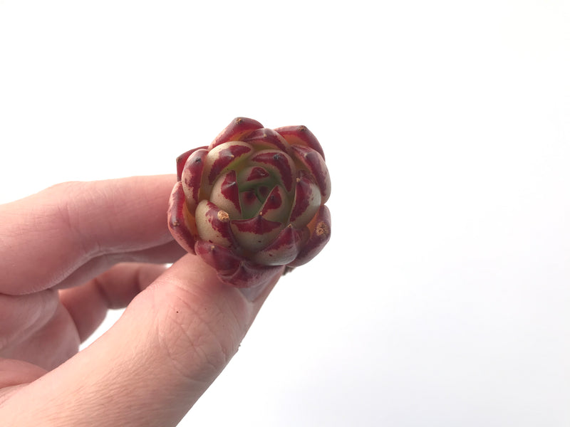 Echeveria Agavoides 'Casio' 1" Small Succulent Plant