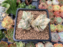 Crassula 'Moonglow' Variegated 2"-3" Cluster Succulent Plant