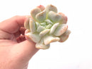 Echeveria Exotic 3” Rare Succulent Plant