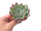 Echeveria 'Polshi' 2"-3" Succulent Plant