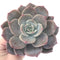 Echeveria 'Bianca' 4" Large Powdery Succulent Plant