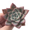 Echeveria 'Colorata' 2" Powdery Succulent Plant