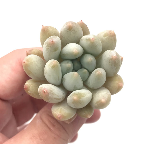 Echeveria 'Angels Finger' Small 1" Succulent Plant