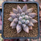 Pachyphytum 'Angel Finger' 1" Succulent Plant