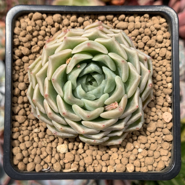 Echeveria 'Amanda' 2" Succulent Plant