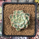 Echeveria sp. 2" Succulent Plant