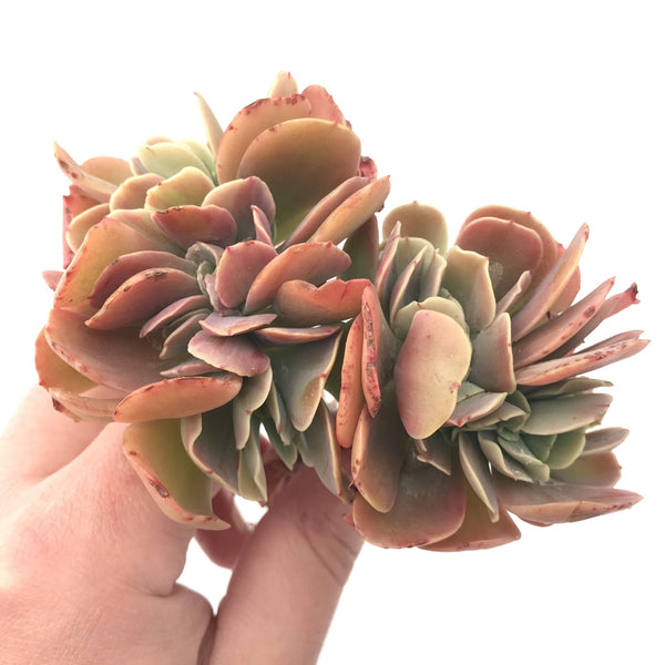 Echeveria 'Montreal' Crested Cluster 4" Rare Succulent Plant