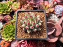 Pachyphytum 'Yeonji' 2" Succulent Plant