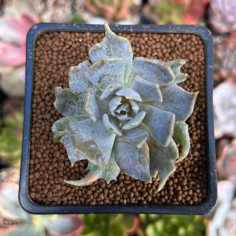 Echeveria 'Vampire Appaloosa' 1"-2" Lilacina Mutant Succulent Plant