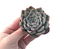 Echeveria 'Keralean' 2"-3" Succulent Plant