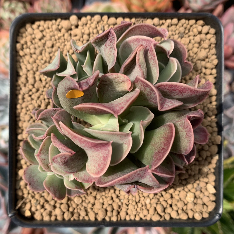 Echeveria 'Black Hawk' 3"-4" Cluster Succulent Plant