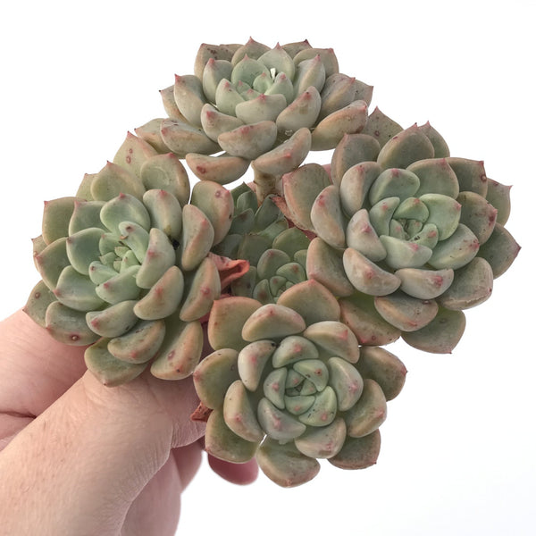 Echeveria 'Tinkerbell' 3" Cluster Succulent Plant