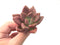 Graptoveria 'Ruby Donna' 2"-3" Succulent Plant