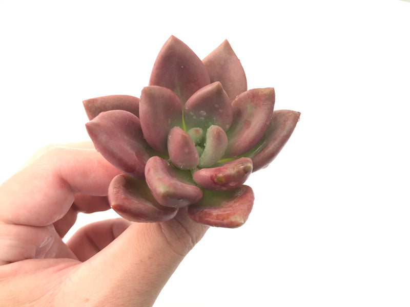 Graptoveria 'Ruby Donna' 2"-3" Succulent Plant