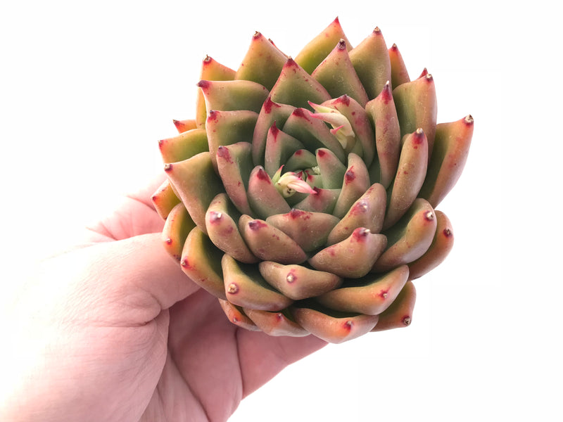 Echeveria Agavoides Maria 4” Rare Succulent Plant