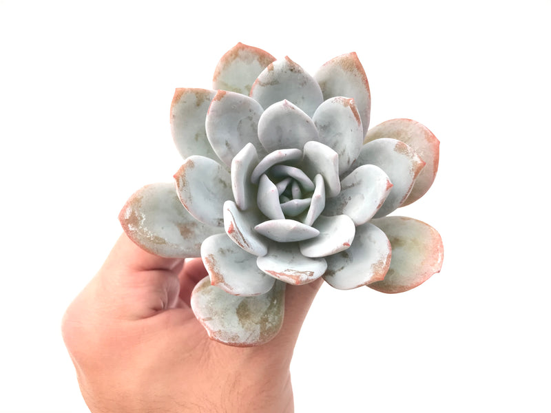 Echeveria 'Laui’ 3"-4" Powdery Succulent Plant