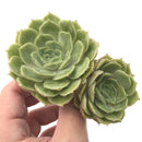 Echeveria 'Onslow' Cluster 1"-2" Rare Succulent Plant