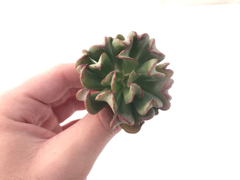 Echeveria 'Black Hawk' 2"-3" Succulent Plant