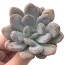 Echeveria 'Amarilli' 2"-3" New Powdery Hybrid Rare Succulent Plant