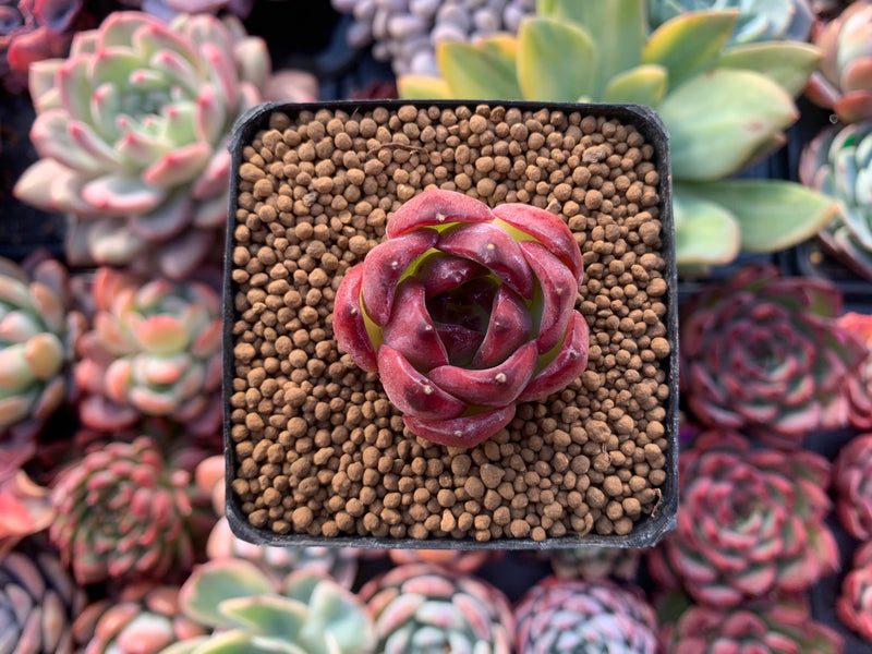 Echeveria Agavoides sp. 1" Small Succulent Plant