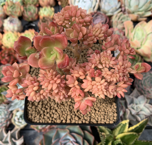 Sedum 'Cuspidatum' Crested 4" Succulent Plant