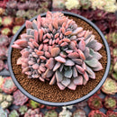 Graptoveria 'Debbie' Crested 4" Succulent Plant