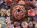 Echeveria 'Mohican' 1"-2" Succulent Plant