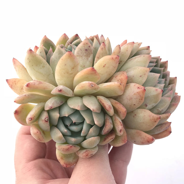 Echeveria ‘Suryeon’ Cluster 5” Rare Succulent Plant