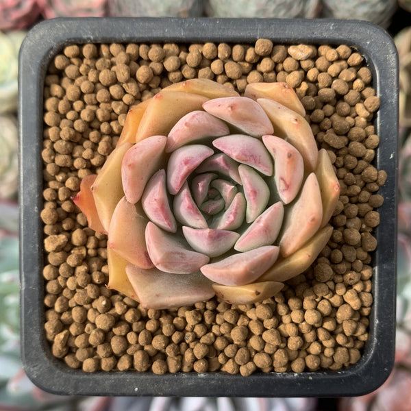 Echeveria 'Esca' 1" Small New Hybrid Succulent Plant