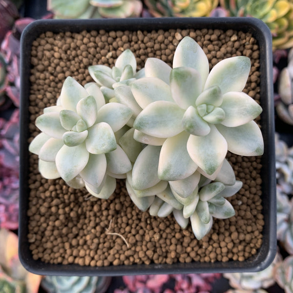 Graptoveria 'Titubans' Variegated Cluster 5" Succulent Plant